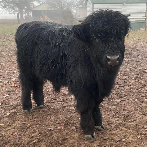 Cowmatch - Highland Bull Calf