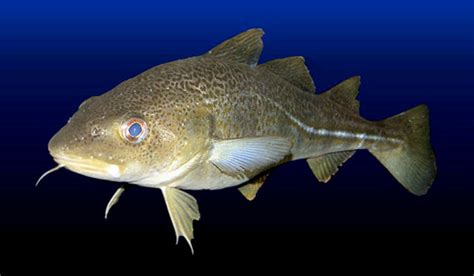 Atlantic Cod - Fishes World - HD Images & Free Photos