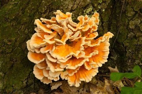 Top 11 Edible Mushrooms that Grow on Trees (Name & Photos)