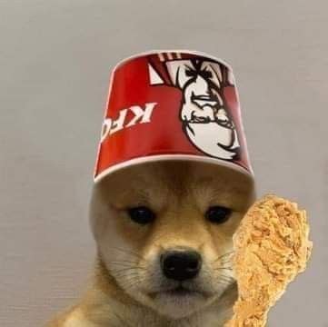 Pin by Stilly on Dog with hat | Dog memes, Doge dog, Dogs