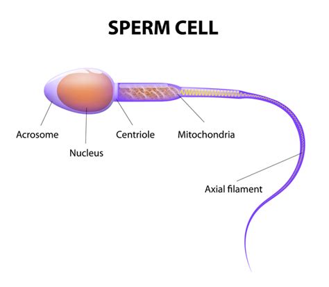 sperm cells - Bing images