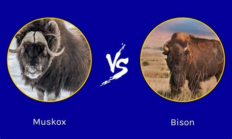 Muskox vs Bison: What Are The Differences?