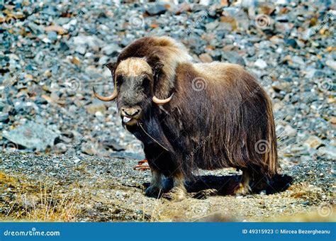 Musk Ox - Ovibos Moschatus - in Natural Habitat Stock Image - Image of ...