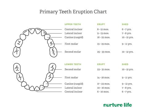 6 Year Molars & Losing Baby Teeth: What To Expect - Nurture Life