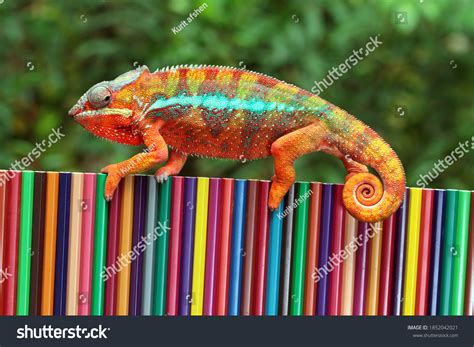 Chameleon Panther Tries Camouflage On Colored Stock Photo 1852042021 ...