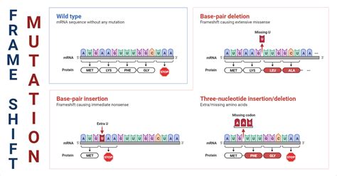 Frameshift Mutation- Definition, Causes, Mechanism, Applications, Examples