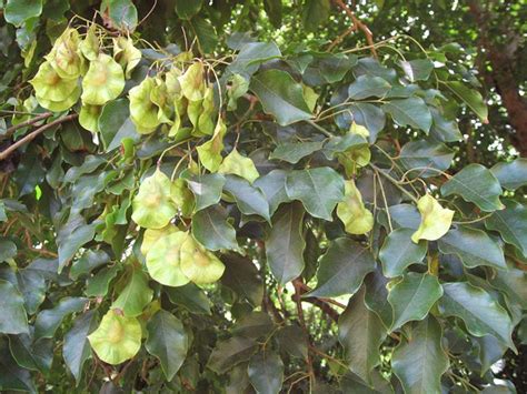 National Tropical Botanical Garden | Pterocarpus indicus - Plant Detail ...