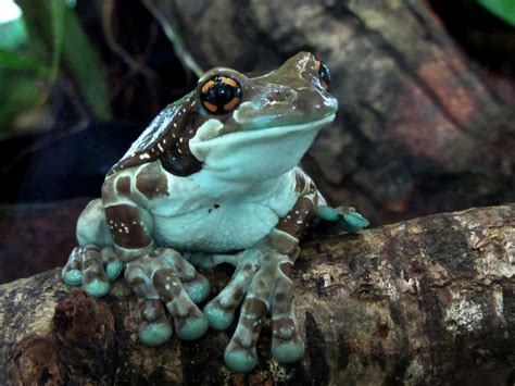 Amazon Milk Frog Facts and Pictures