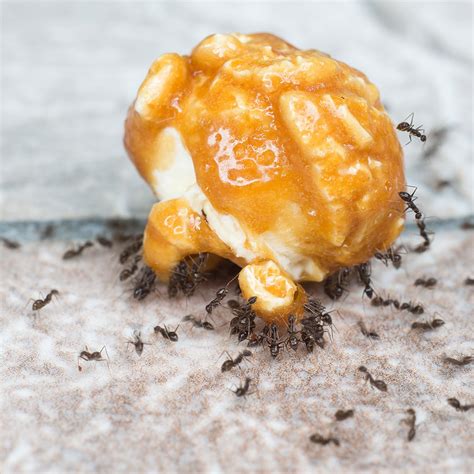 What Ants Eat in Your Home · ExtermPRO