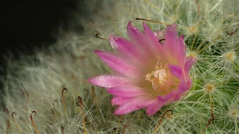 Cactus flower blooming time lapse. 17111445 Stock Video at Vecteezy