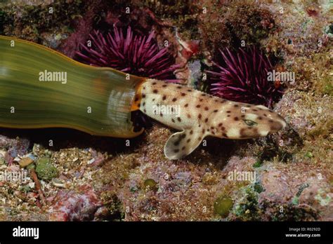 Swell shark egg hi-res stock photography and images - Alamy