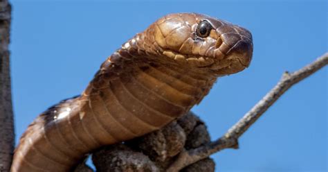 Why Cape cobras are a farmer’s ultimate companion | Beautiful News