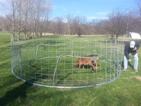 Don't Let Someone Get Your Goat: Goat Pen Ideas | How To Build It