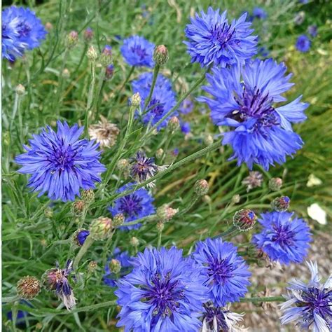 Cornflower- Blue Boy seeds | The Seed Collection