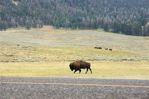 "Yellowstone Bison Herd" by Stocksy Contributor "Shannon Aston" - Stocksy