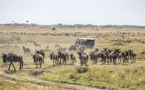 Masai Mara National Reserve, Kenya: The Complete Guide