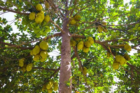 India's Odisha moves to promote jackfruit cultivation & processing ...