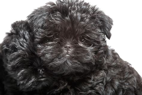 Affenpinscher Puppy Photos - Puptrait | Studio Pet + Portrait Photographer