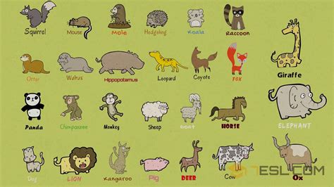 List Of Mammals: Useful Mammal Names With Pictures - 7 E S L