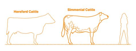 Simmental Cattle Dimensions & Drawings | Dimensions.com