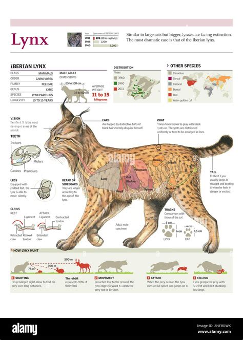 Infographics of the habitat, anatomy and method of hunting the Iberian ...