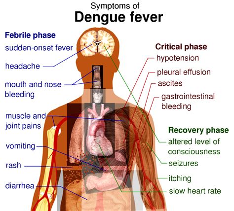 Beware of Dengue Fever Outbreak in Vietnam – Travel information for ...