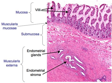 HistoQuarterly: ENDOMETRIUM | Histology Blog