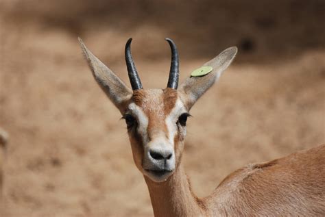 Saharan Dorcas Gazelle at Barcelona, 30/05/11 - ZooChat