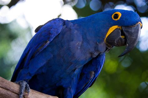 Blue Brazilian Macaw - Arara Azul - By F. Weberich Free Photo Download ...