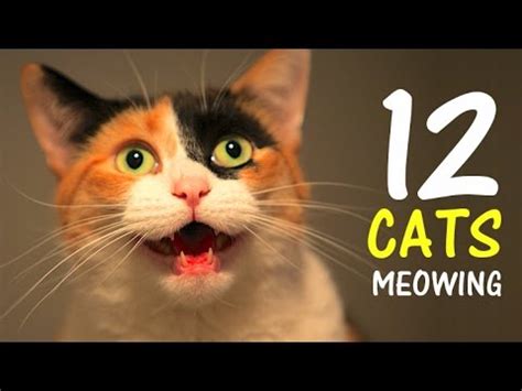 12 CATS MEOWING LOUDLY | Make your Cat Go Crazy! 2.0 HD - YouTube