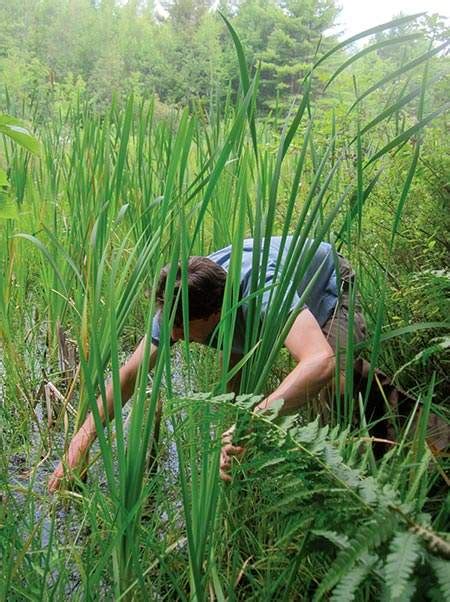 Cattail Rhizome: Flour from the Marsh | Autumn 2015 | Knots and Bolts