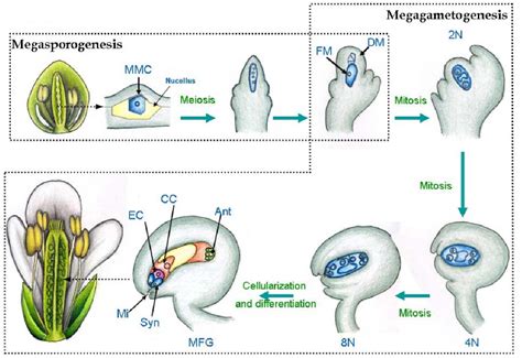 Figure 1 from Female gametogenesis and early seed formation in plants ...