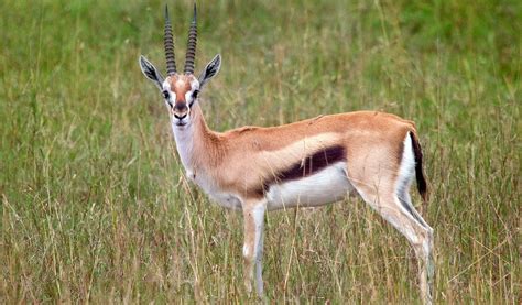 Thomson's Gazelle - Facts, Diet & Habitat Information