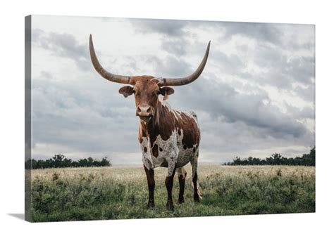 Longhorn canvas art longhorn photo print Texas longhorn wall | Etsy in ...