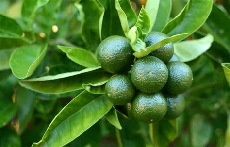 How to Grow a Lime Tree From Seed - Plant Instructions