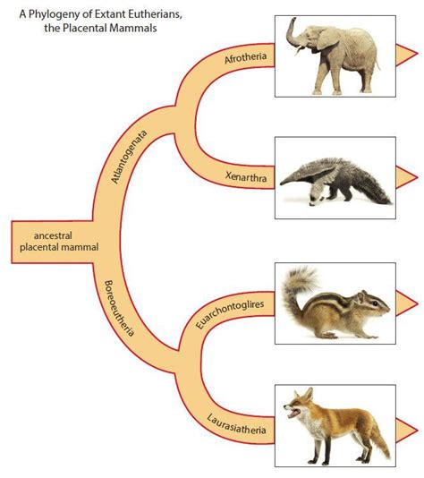 Eutherian Mammals Examples - Pets Lovers