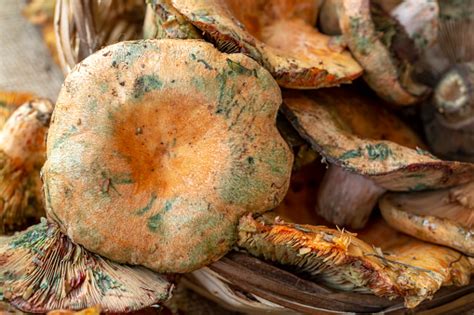 Pine Trees Mushrooms Stock Photo - Download Image Now - iStock