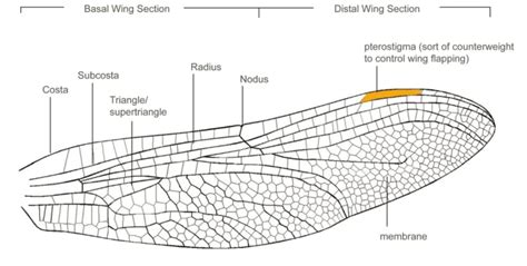 The Architecture of the Dragonfly Wing in London, UK by Maria