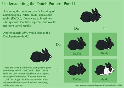 Rabbit Genetics And Musings: Cheat Sheet: Understanding the Dutch ...