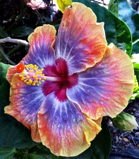 Cajun Hibiscus | Hibiscus plant, Hibiscus rosa sinensis, Fragrant flowers