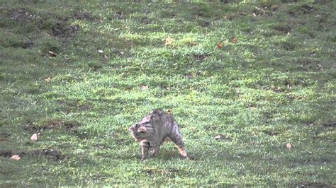 Gato montés cazando, wild cat - YouTube