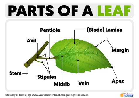 Parts Of A Leaf Images