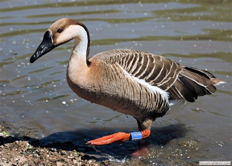 Types of Geese Species, Identify Goose - Wildfowl Photography.