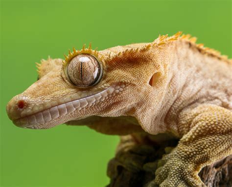 Crested Gecko Care Sheet - Vivariums, Feeding, Heating & More | Keeping ...