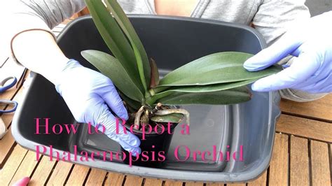 Repotting a Phalaenopsis Orchid | Orchids, Orchid plant care ...