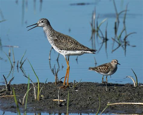 What are these shorebirds? - Help Me Identify a North American Bird ...