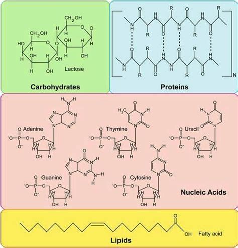 What Are the 4 Types of Macromolecules