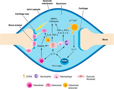 Gamma Delta T Cell Therapy