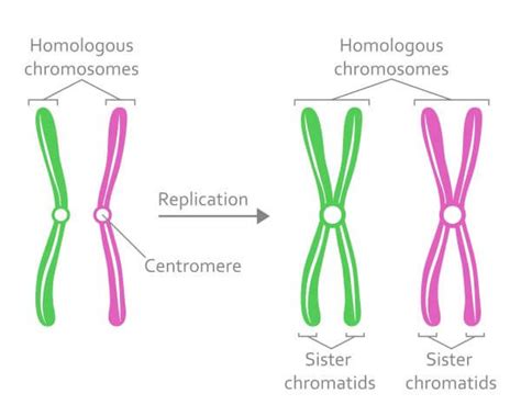 Haploid Cell - The Definitive Guide | Biology Dictionary