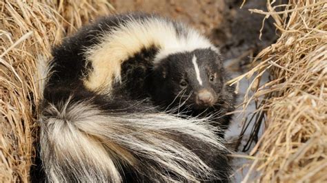 How Big Is a Skunk Hole? | Identification and Control Guide - Pest ...